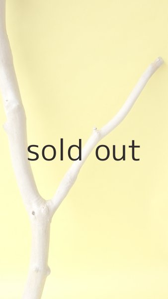 画像3: 幹流木 (3)