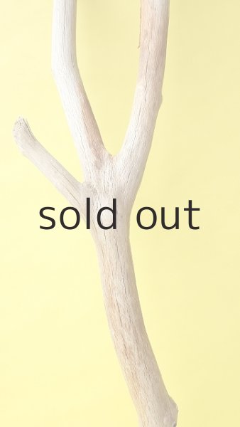 画像3: 幹流木 (3)