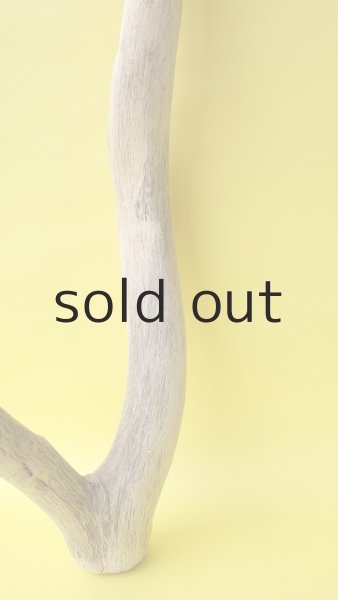 画像2: 幹流木 (2)