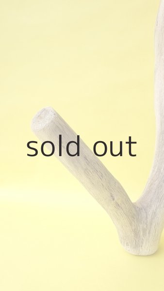 画像3: 幹流木 (3)