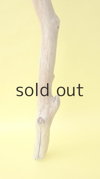 画像2: 幹流木 (2)