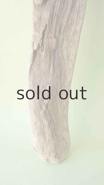 画像3: 幹流木 (3)