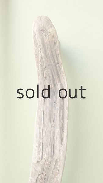 画像2: 幹流木 (2)