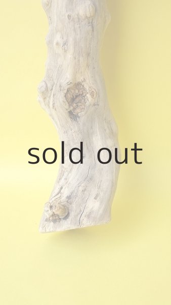 画像2: 幹流木 (2)