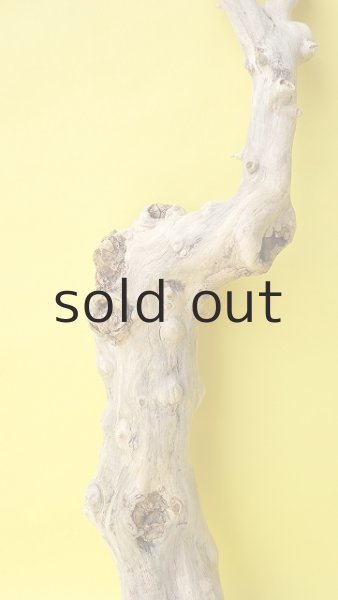 画像3: 幹流木 (3)