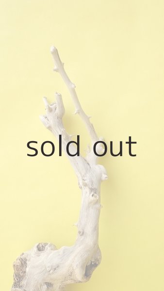 画像4: 幹流木 (4)