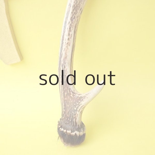 画像2: デコール用二ホンジカの角（小鹿） (2)