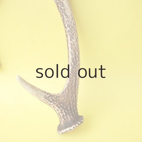 画像2: デコール用二ホンジカの角（小鹿） (2)