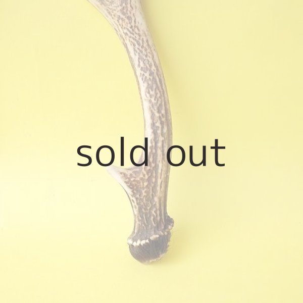 画像2: デコール用二ホンジカの角（小鹿） (2)