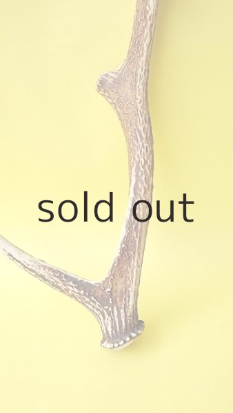 画像2: デコール用二ホンジカの角 (2)