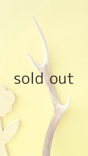 画像3: デコール用二ホンジカの角 (3)