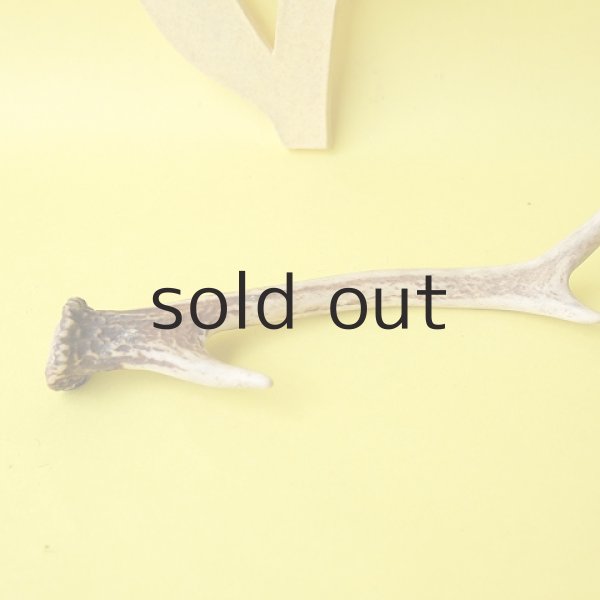 画像2: デコール用二ホンジカの角（小鹿） (2)