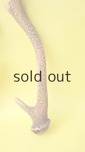 画像2: デコール用二ホンジカの角 (2)