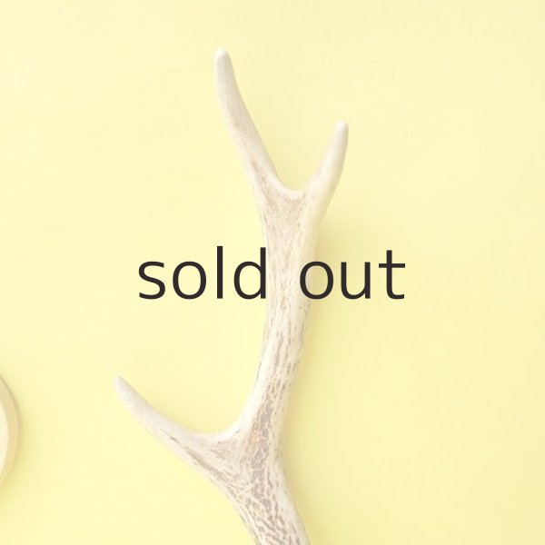 画像3: デコール用二ホンジカの角（小鹿） (3)