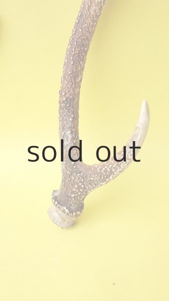 画像2: デコール用二ホンジカの角 (2)