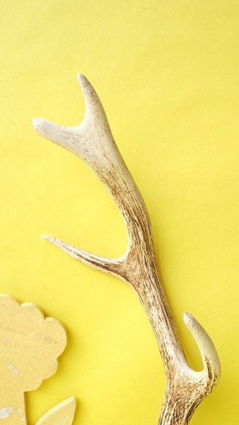 画像3: デコール用二ホンジカの角 (3)