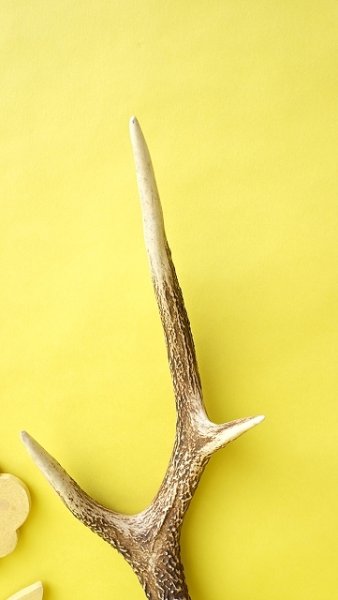 画像3: デコール用二ホンジカの角 (3)