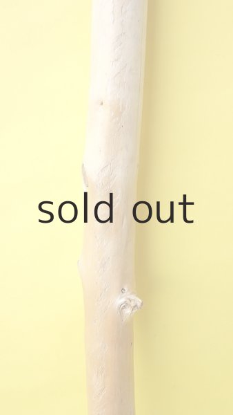 画像3: 幹流木 (3)