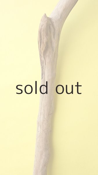 画像3: 幹流木 (3)