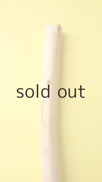 画像4: 幹流木 (4)