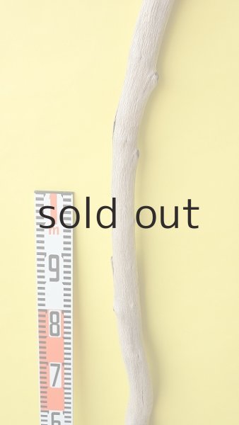 画像7: 幹流木・長尺 (7)