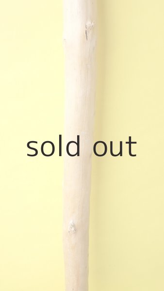 画像3: 幹流木 (3)