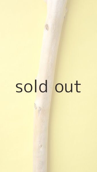 画像4: 幹流木 (4)