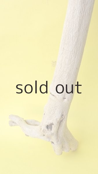 画像2: 幹流木・長尺 (2)