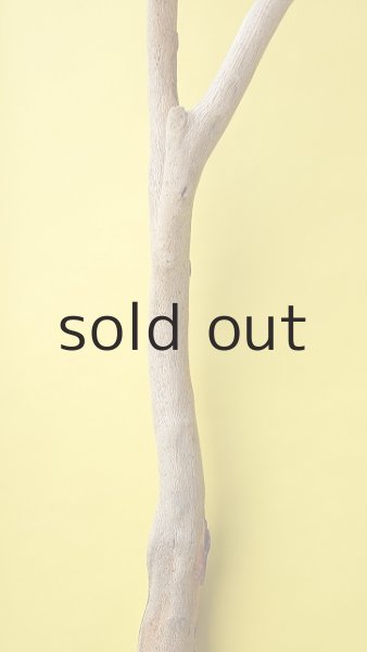 画像5: 幹流木 (5)