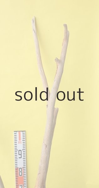 画像7: 幹流木 (7)