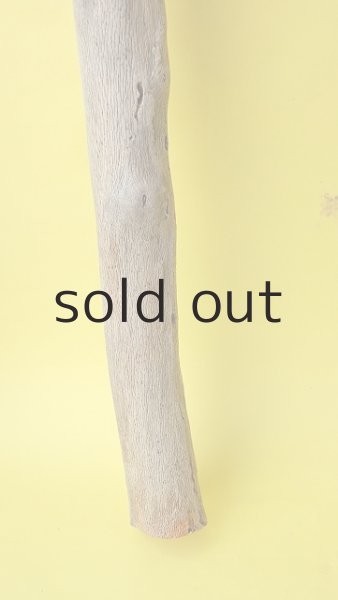 画像2: 幹流木 (2)