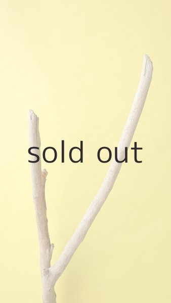 画像6: 幹流木 (6)