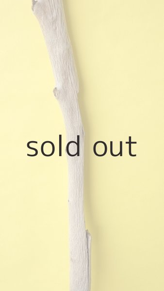 画像4: 幹流木・長尺 (4)