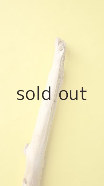 画像5: 幹流木 (5)