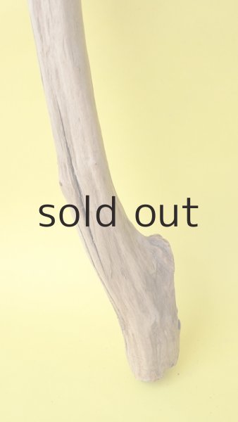 画像2: 幹流木 (2)