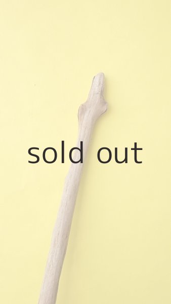 画像5: 幹流木 (5)