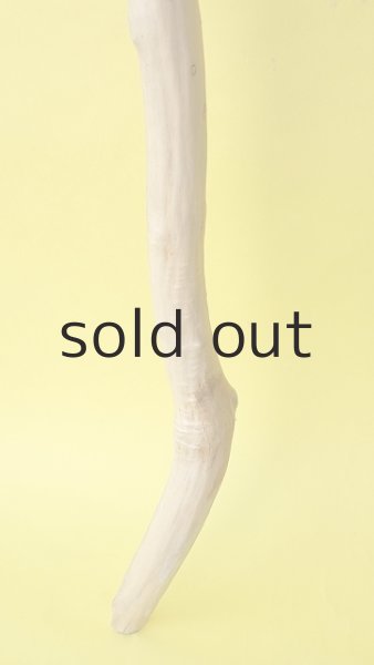 画像2: 幹流木 (2)