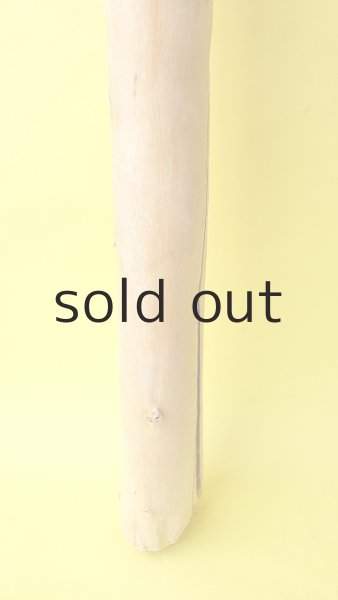 画像2: 幹流木 (2)