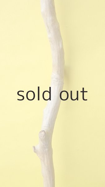 画像3: 幹流木 (3)