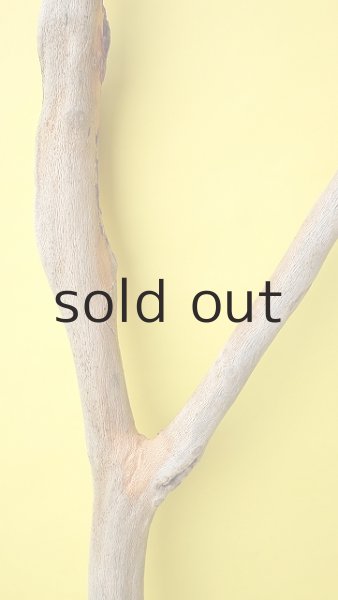 画像3: 幹流木 (3)