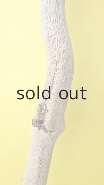 画像3: 幹流木・長尺 (3)