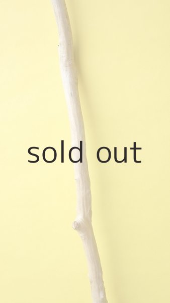 画像4: 幹流木 (4)