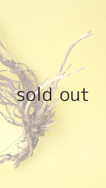 画像2: 流木根 (2)