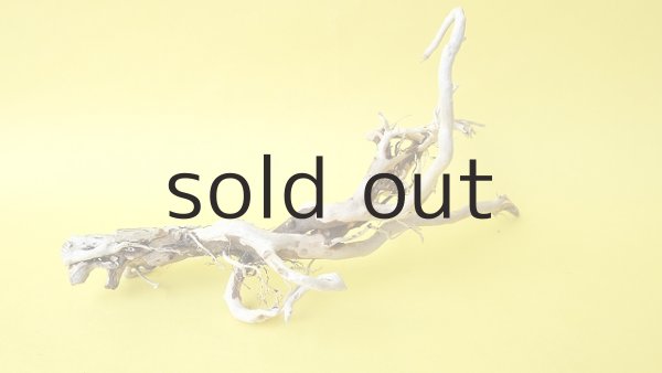 画像4: ミニ流木根 (4)