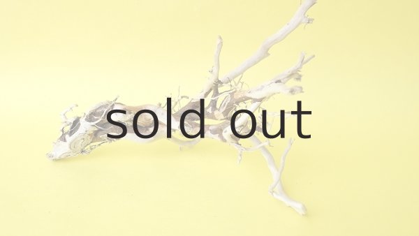 画像3: ミニ流木根 (3)