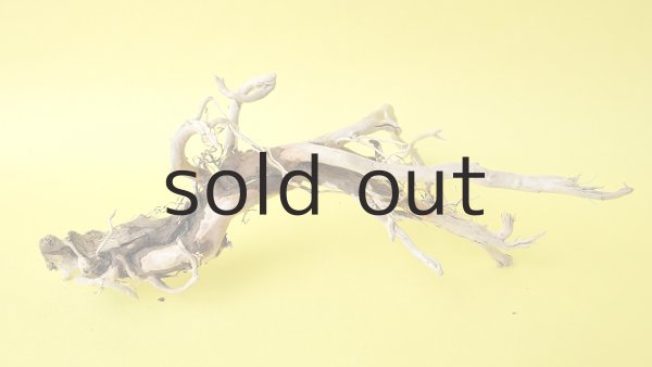 画像2: ミニ流木根 (2)