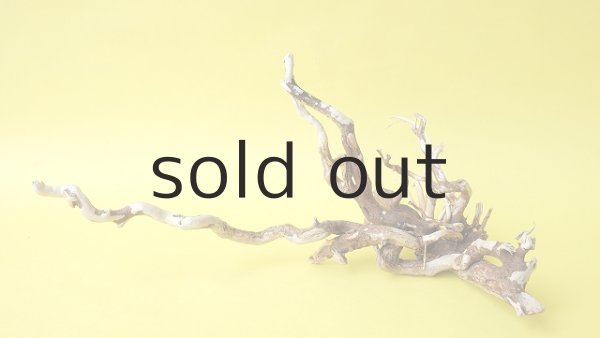 画像2: 流木根 (2)