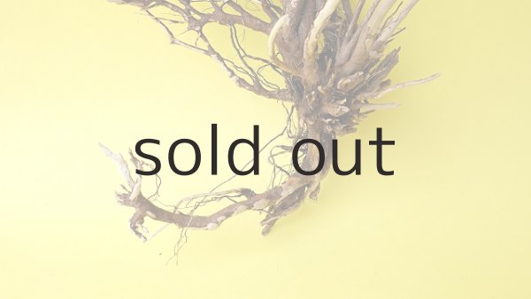 画像4: 流木根 (4)