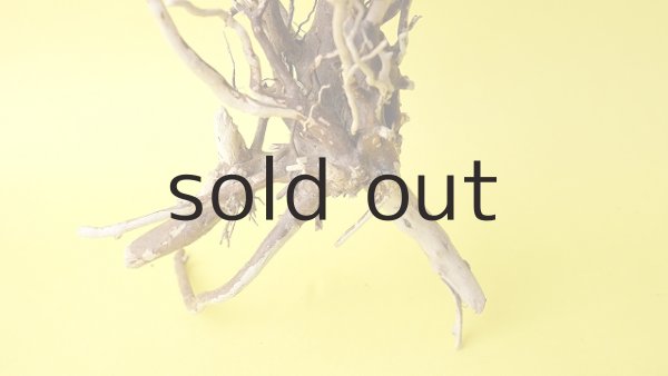 画像2: ミニ流木根 (2)