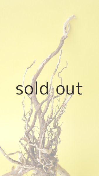 画像3: ミニ流木根 (3)